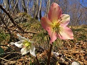 05 Festa di fiori sui sentieri al Monte Zucco - (Helleborus niger (Elleboro-Rosa di Natale)